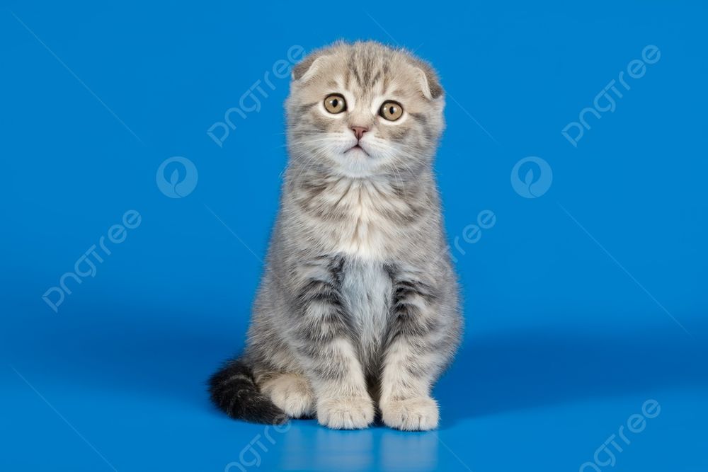 Веслоухий котенок