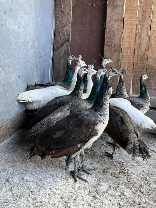 Продажба на пауни