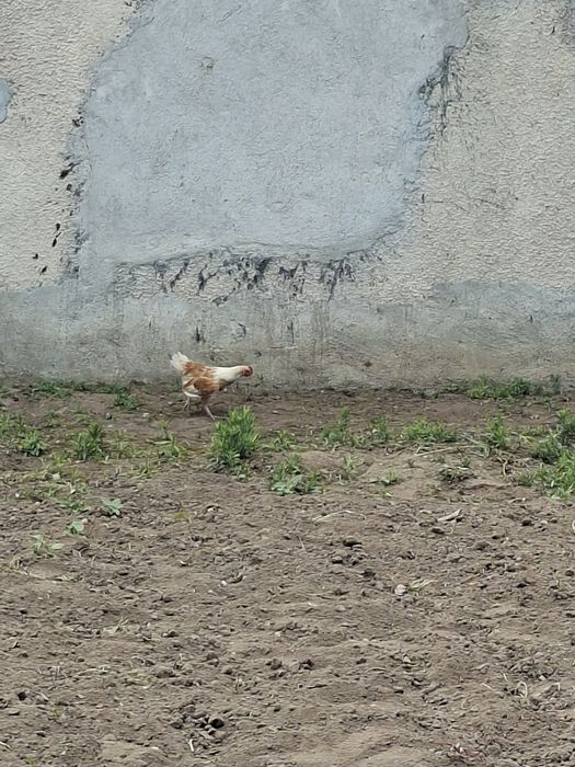 Млади японски петли