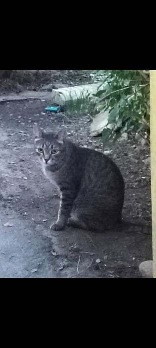 Отдам кота в добрые руки