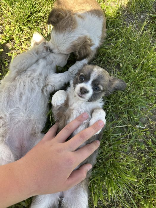 Кученца чихуа-хуа за повече информация на лично или на тел: 0887890080