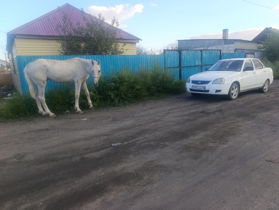 Айыр сатылады  мінгі