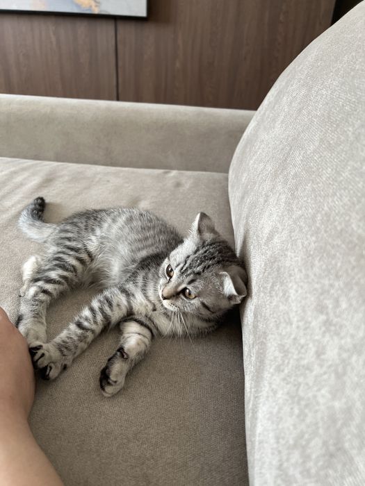 Отдадим в хорошие руки