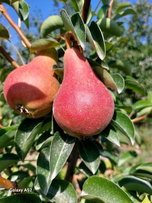 НОК Ерански душест сантамврия маузер ва бошка янги сортларимиз бор