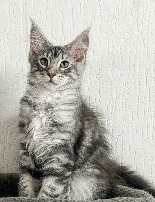 Maine Coon cu părinții campion.