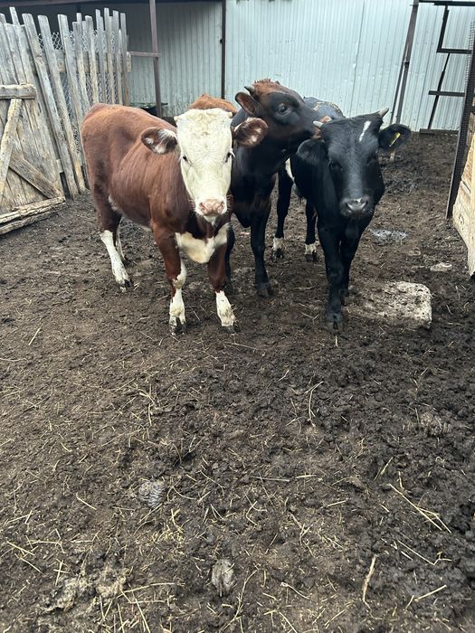 Продам двух коров обе 3 отел