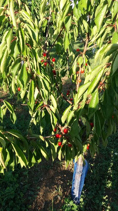 Продава се 11 дка млада черешова градина