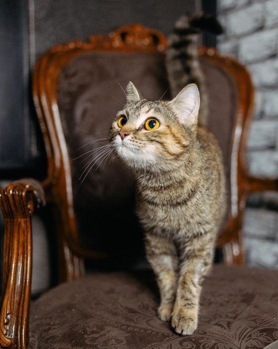 Отдаем кошечку