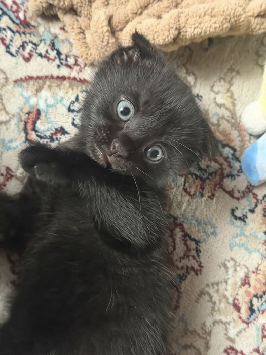 Котята вислоухие митисы