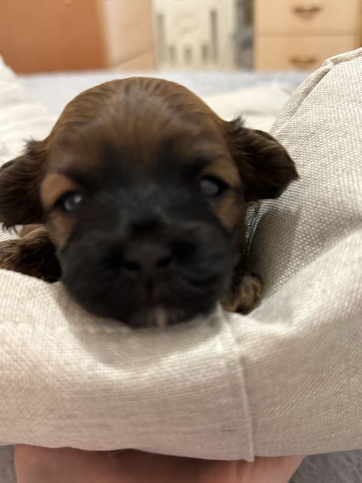 Продам щенков мальтипу, остались два мальчика.