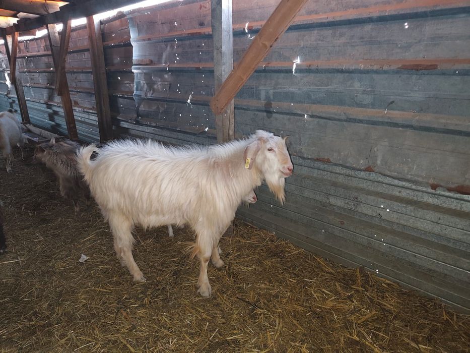 Таза қанды теке сатылады