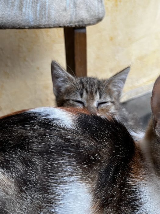 Котенок в добрые руки!!