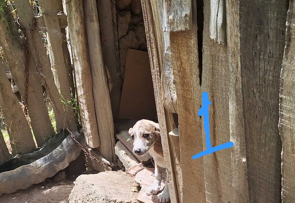 Catelusi pentru adoptie