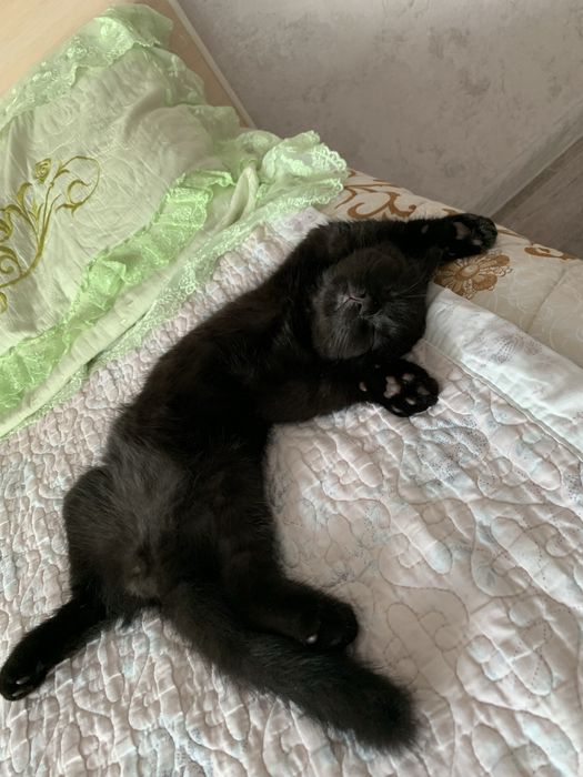Отдам котенка в добрые руки