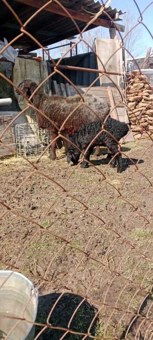 Продаются бараны