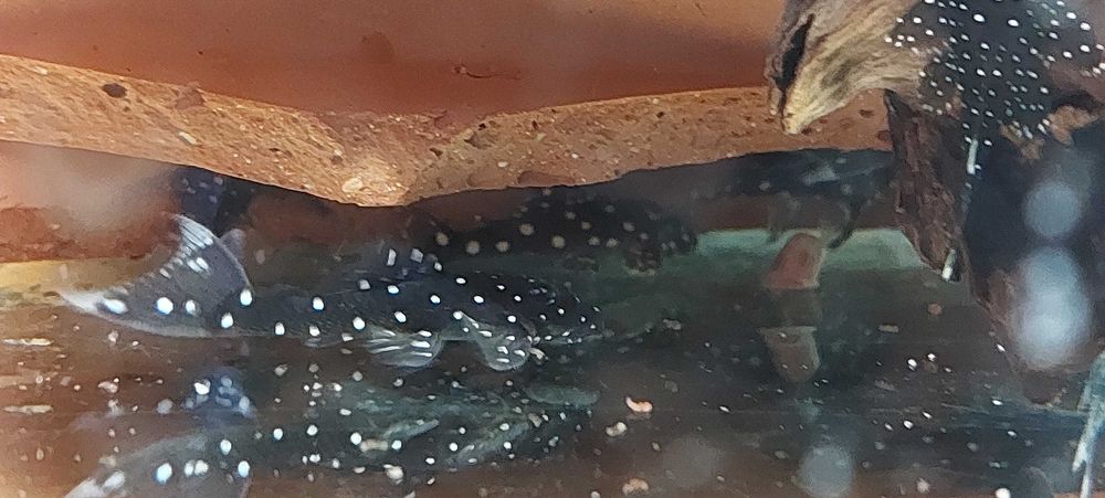 Vietuitoare si plante de acvariu