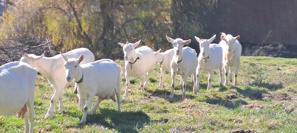 Vand capre sanen si iedute
