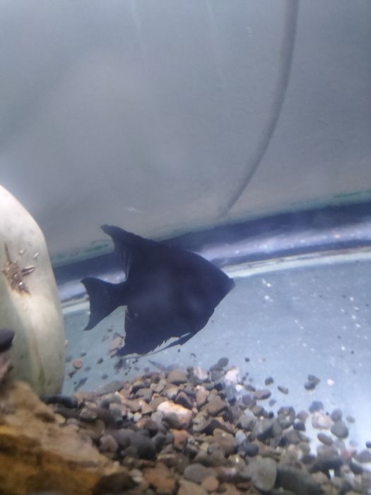 Скаляри самец и самка