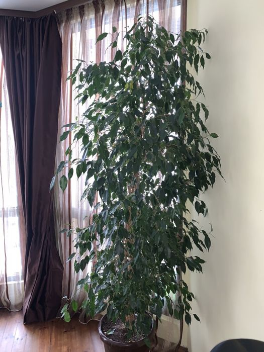 Фикус Зелен Бенджамин