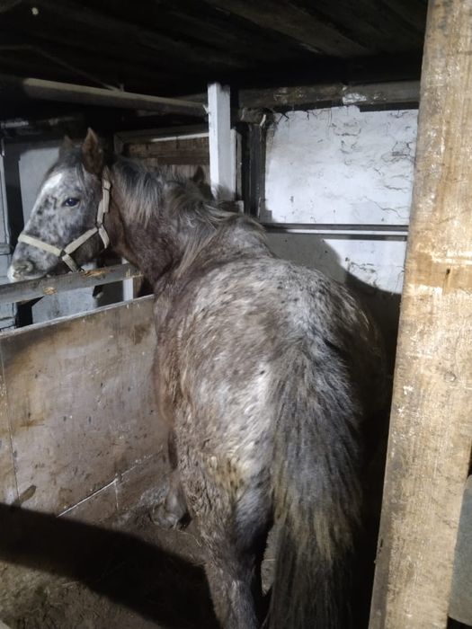 Продам 8 месячного Байтал