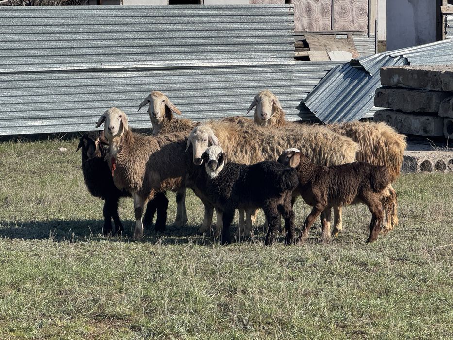 Кой козымен сатам