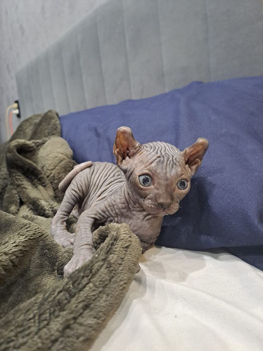 Очаровательные сфинксы левкой и эльф