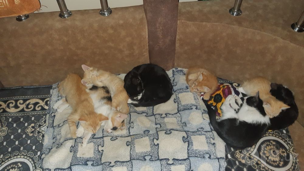 Котята в добрые руки,бесплатно.