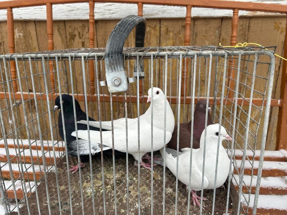 Продам голубей по 3 000 тенге