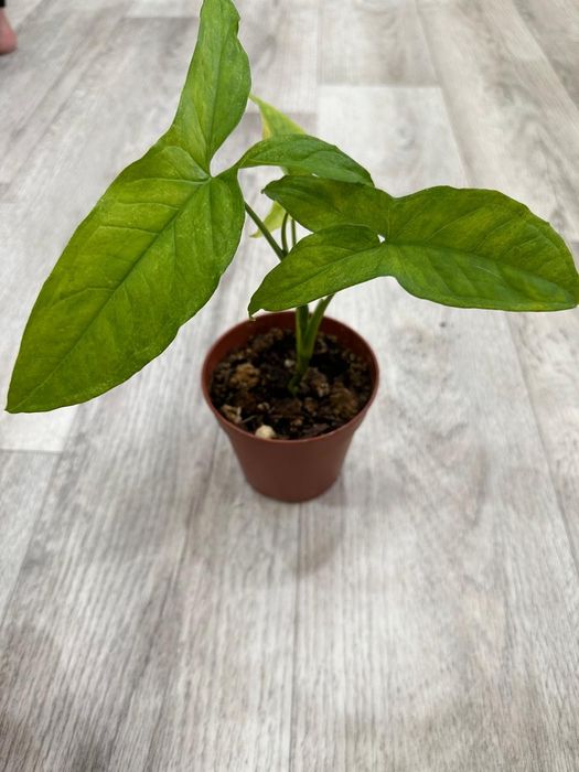 Продаются  цветы