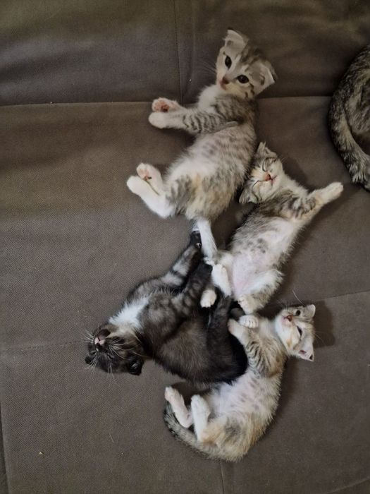 Отдадим котят в добрые руки
