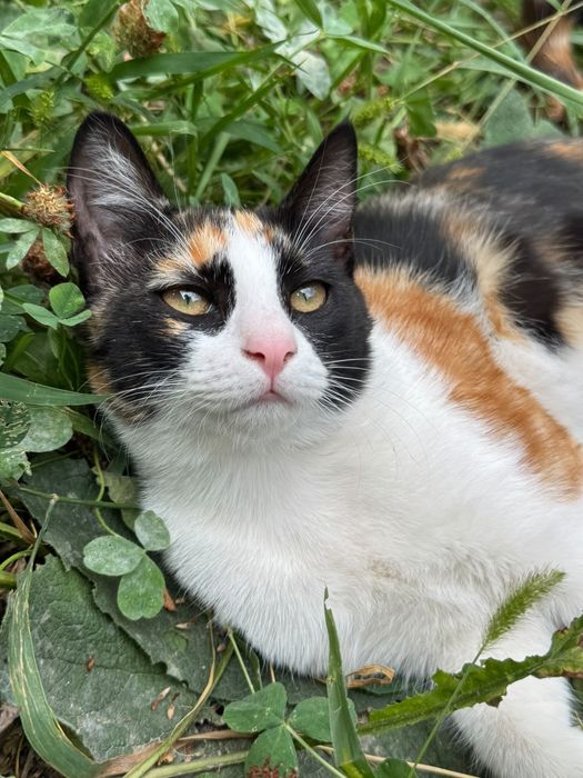 Котята умные, ласковые, 4 мес.