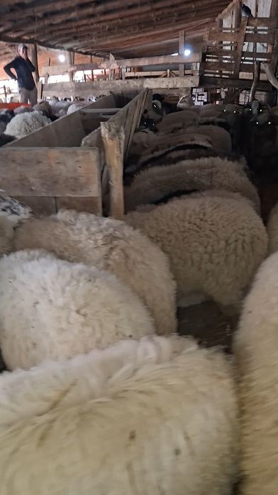 De vanzare miei pe stabulatie!