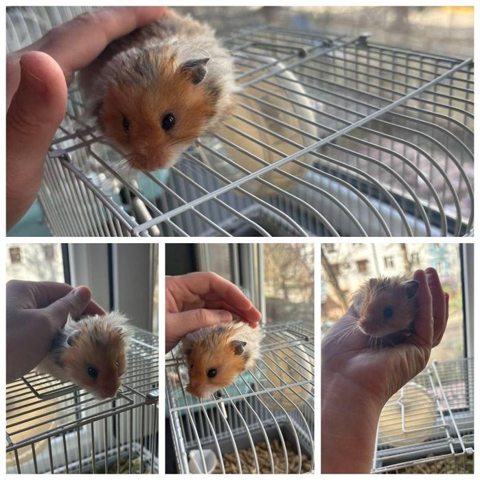 Хамяклар оиласи/Семья Сирийских Хомяков