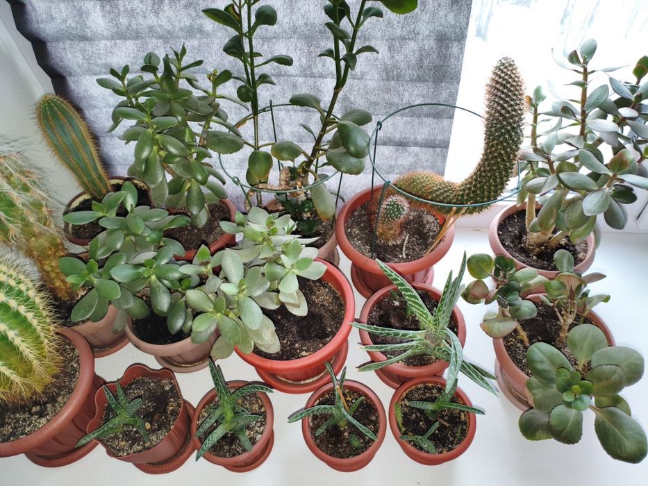 Продам цветы комнатные