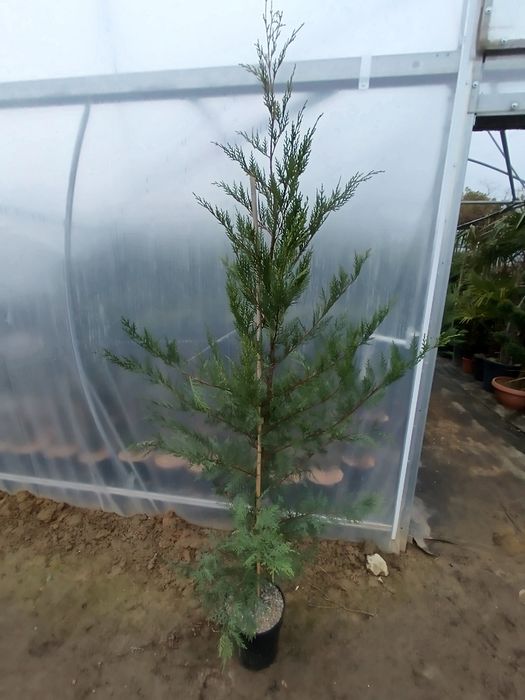 Chiparos Leylandii (gard viu)