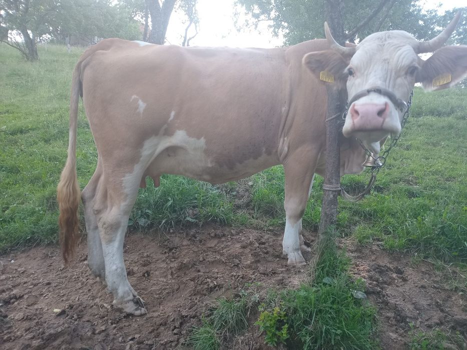 Vând vacă și o junincă