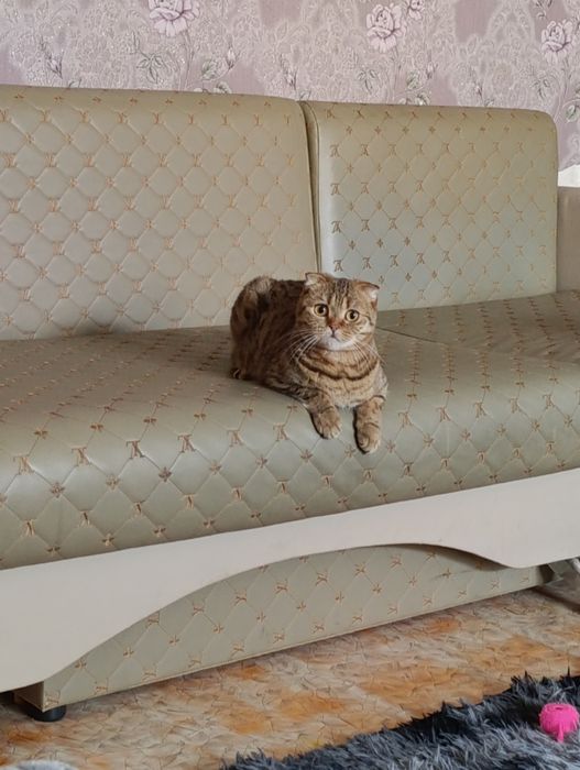 Отдам кошечку в хорошии руки