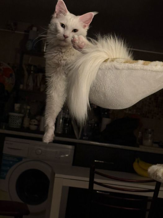 MacBook Pro 16 2021 - M1 Pro 16GB RAM 512GB SSD