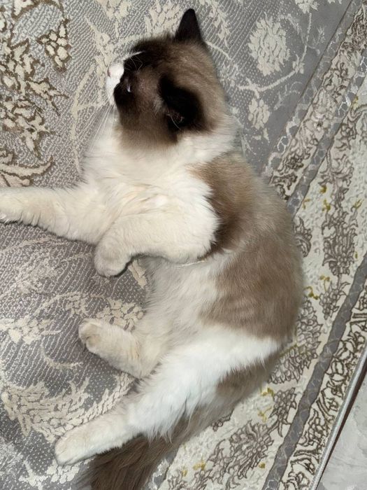 Элитная пара Regdoll с голубыми глазами