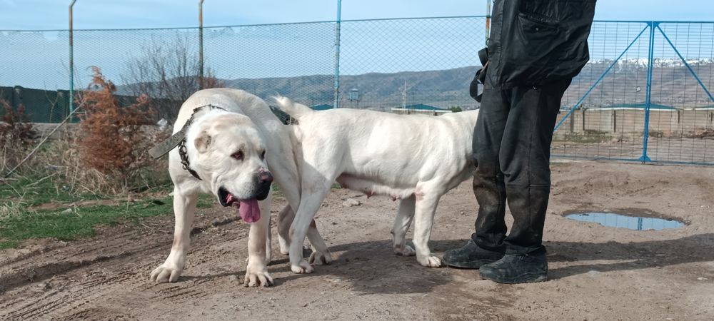 Алабай девочка .