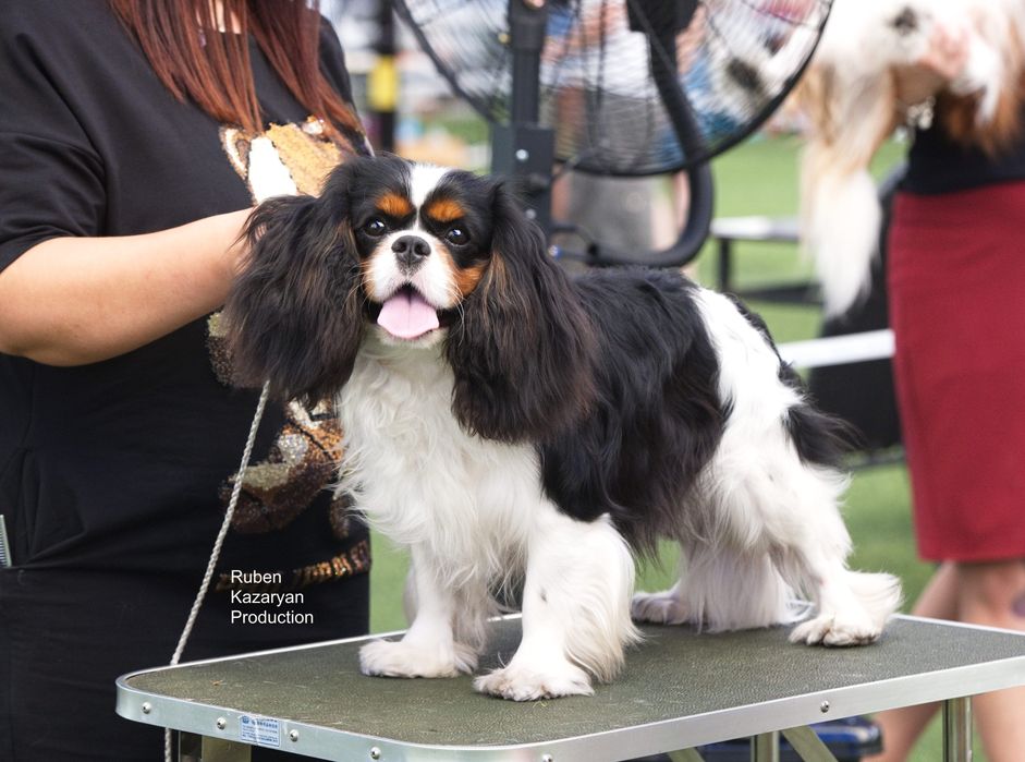 Кавалер Кинг Чарльз Спаниель