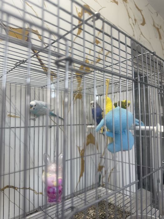 Папугайларымды сатамын төрт штук