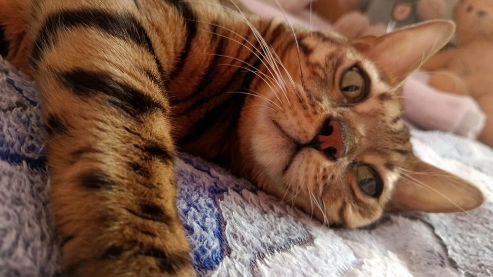 Отдам девочку  бенгальскую