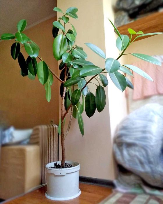 Фикус Абиджан (Ficus Abidjan)