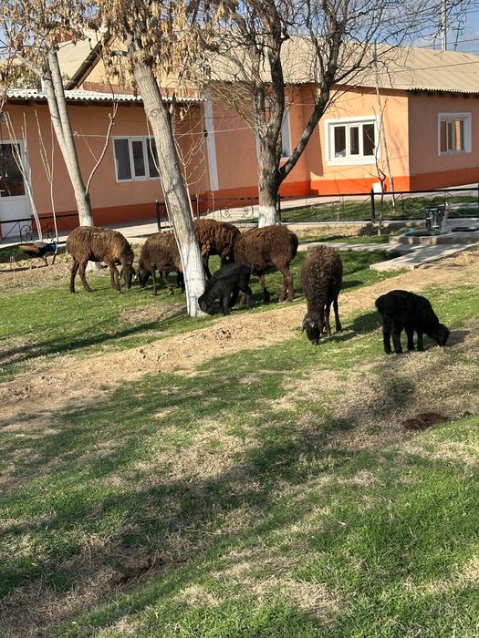 Козылы койлар сатылады