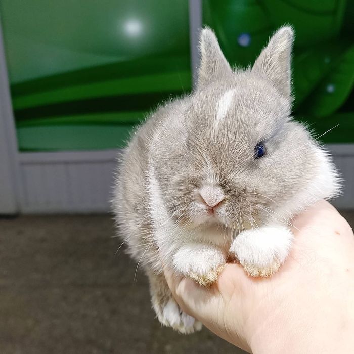 Маленькие домашние кролики