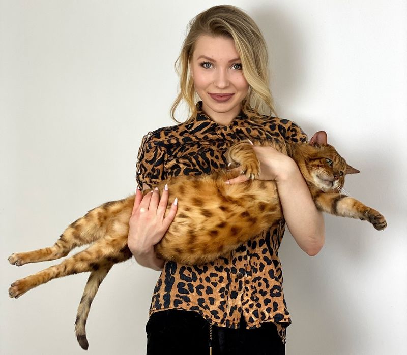 Вязка котов, Британский, Золотая шиншилла, Бенгальский. Skotitish Fold