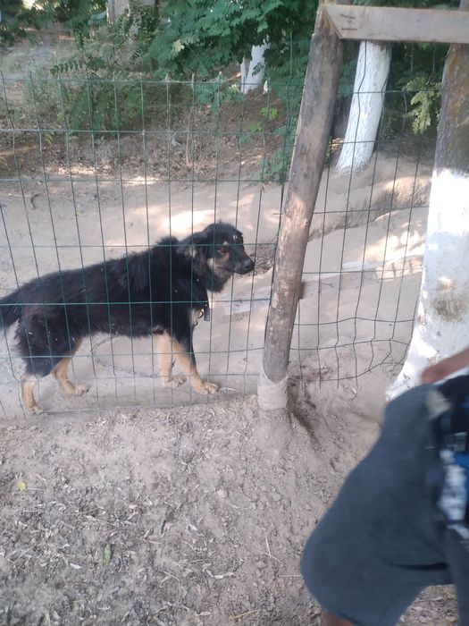 Продается офчарка