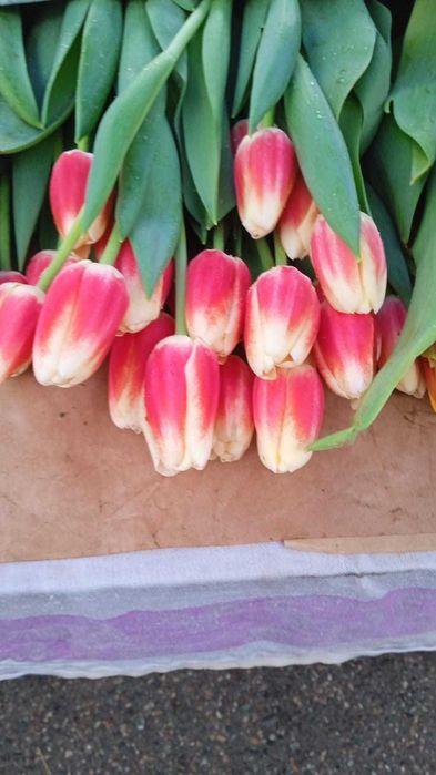 Тюльпаны Голондские