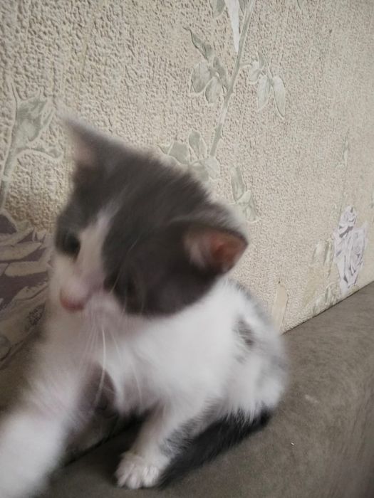 Отдам котят в добрые руки,даром